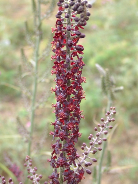 Veratrum nigrum / Veratro nero